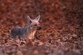 Side-striped jackal , Canis adustus, canid native to Africa, female lying in leaves on the ground next to the lair. Low angle,