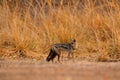 Side-striped jackal, Canis adustus, canid native to Africa, in the golden grass. Dry season. Safari in ManaPools, Zimbabwe. Jackal Royalty Free Stock Photo