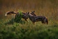 Side-striped jackal, Canis adustus, canid native to Africa, in the golden grass. Wet season. Safari in Okavango delta, Botswana. Royalty Free Stock Photo