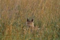 Side-striped jackal, Canis adustus, canid native to Africa, in the golden grass. Wet season. Safari in Okavango delta, Botswana. Royalty Free Stock Photo