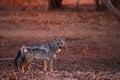 Side-striped jackal , Canis adustus, canid native to Africa, male looks directly into the camera, side view, low angle. Morning,