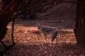 Side-striped jackal , Canis adustus, canid native to Africa, male looks directly into the camera, side view, low angle. Morning,