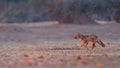 Side-striped jackal , Canis adustus, canid native to Africa, Royalty Free Stock Photo