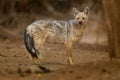 Side-striped Jackal - Canis adustus species of jackal, native to eastern and southern Africa, primarily dwells in woodland and