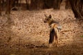 Side-striped Jackal - Canis adustus species of jackal, native to eastern and southern Africa, primarily dwells in woodland and