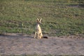 Side striped jackal in the wild maasai mara