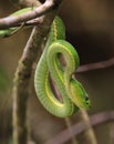 Side-striped palm pit viper hanging in a tree in the Monteverde rainforest Royalty Free Stock Photo