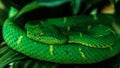 Side-striped pit viper (bothriechis lateralis) coiled