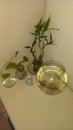 Side table decoration with fish pot , climber money plant and show plants. glass material on wooden table with white polish table.