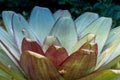 The side top of a large bromeliad