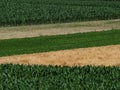 Top view of fields cultivated with different crops. Corn cob fields, wheat, beans and a freshly harvested one