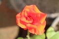 side top view from a red yellow rose blossom Royalty Free Stock Photo