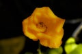 side top view from a red yellow rose blossom Royalty Free Stock Photo