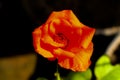 side top view from a red yellow rose blossom Royalty Free Stock Photo