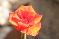 side top view from a red yellow rose blossom Royalty Free Stock Photo