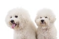 Side of two cute bichon frise dogs