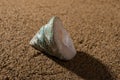 Conch shell on sand Royalty Free Stock Photo