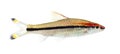 Side vie of a Denison barb, fish, Sahyadria denisonii Royalty Free Stock Photo