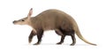Aardvark walking on white background, orycteropus afer Royalty Free Stock Photo