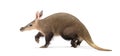 Aardvark, orycteropus afer, walking on white background Royalty Free Stock Photo
