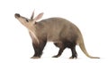 Side view of an aardvark smelling the air, isolated on white Royalty Free Stock Photo