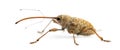 Side view of an Acorn weevil, Curculio glandium