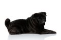 Side view of an adorable black pug Royalty Free Stock Photo