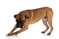 Side view of adorable boxer dog looking down Royalty Free Stock Photo