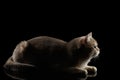 Side view of Adorable British Cat Lying, isolated on Black Royalty Free Stock Photo