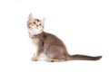 Side view of adorable brown kitten. Royalty Free Stock Photo