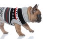 Side view of adorable bully in costume walking Royalty Free Stock Photo