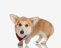 side view of adorable corgi stepping forward Royalty Free Stock Photo