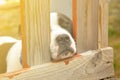 Side view of adorable dog`s face pass through sliding door frame. Abandoned dog