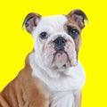 side view of adorable english bulldog dog looking up and sitting Royalty Free Stock Photo