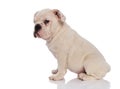 Side view of adorable english bulldog sitting Royalty Free Stock Photo