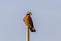 Side view of adorable eurasian jay on tree branch