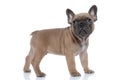 Side view of adorable french bulldog looking up Royalty Free Stock Photo