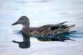 Side view of adorable mallard duck swimming in the lake in California