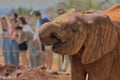 side view of an adorable orphaned baby elephant drinking water at the Sheldrick Wildlife Trust Orphanage, Nairobi Nursery Unit,