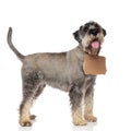 Side view of adorable schnauzer wearing carton sign Royalty Free Stock Photo