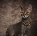 Side view of adorable sphynx cat wearing golden chain