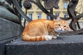 Ginger homeless cat sitting on the fence in the city and looking at camera Royalty Free Stock Photo