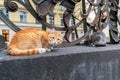 Ginger homeless cat sitting on the fence in the city and looking at camera Royalty Free Stock Photo