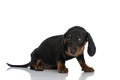 Side view of adorable teckel dachshund dog looking away and sitting Royalty Free Stock Photo