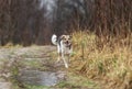 Young sheperd dog shaking off water at nature Royalty Free Stock Photo