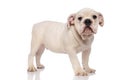 Side view of adorable white english bulldog pup Royalty Free Stock Photo