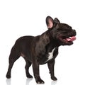 Side view of adorable yawning french bulldog