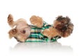 Side view of adorable yorkie wearing costume playing while lying