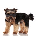 Side view of adorable yorkie wearing sunglasses and necklace