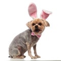 Adorable yorkshire terrier wearing rabbit ears and pink bow